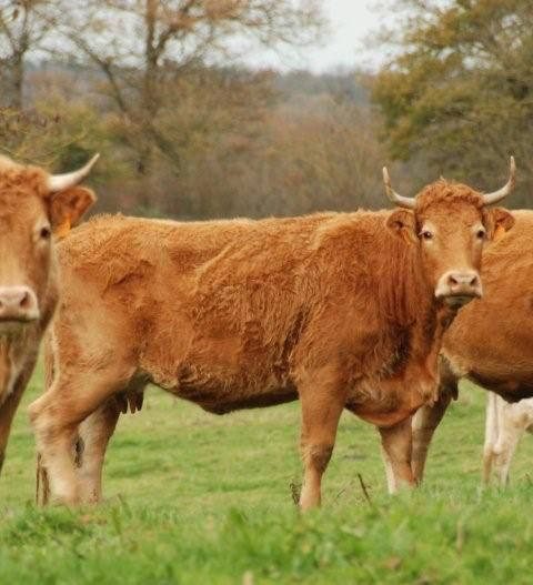 vache rousse